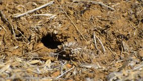 Ants In Action - Stock Video. Ants are collecting food out and entering in ground home hole