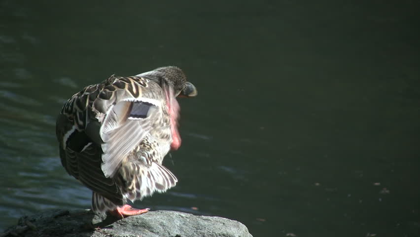 Female mallard duck flying down into the water. Shot in HD 1080i.