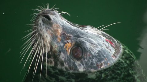 Wild seal poking its head out of the water and then diving under. Shot in HD 1080i. Stockvideo