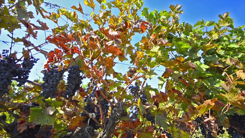 Grapes hanging of the vineyard - Stock Video. Dolly shoot of vineyard grape