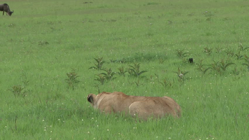 lioness hunting a lone gnu in the plains