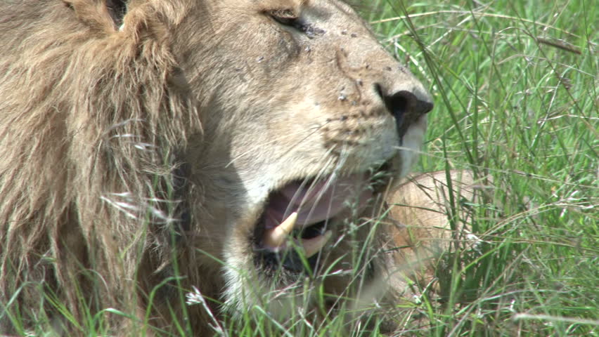 lion yawning.