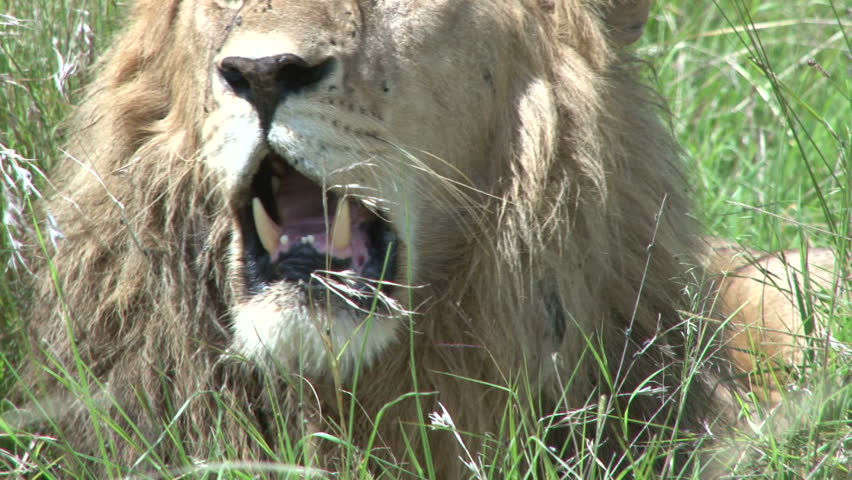 lion yawning.