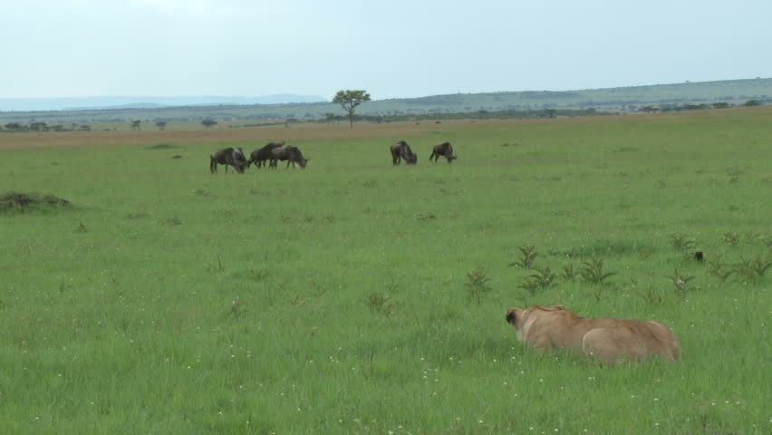 lioness hunting in the open plains