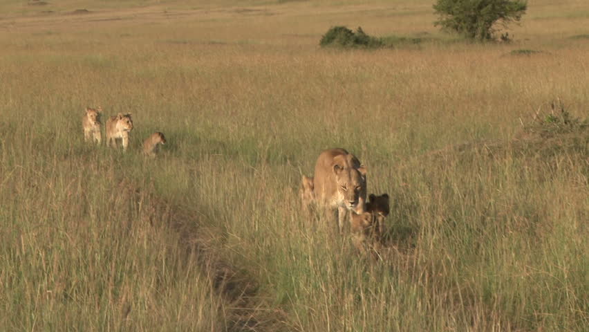 lion family walking in the grass.
