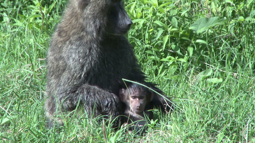 olive baboon holding a small baby
