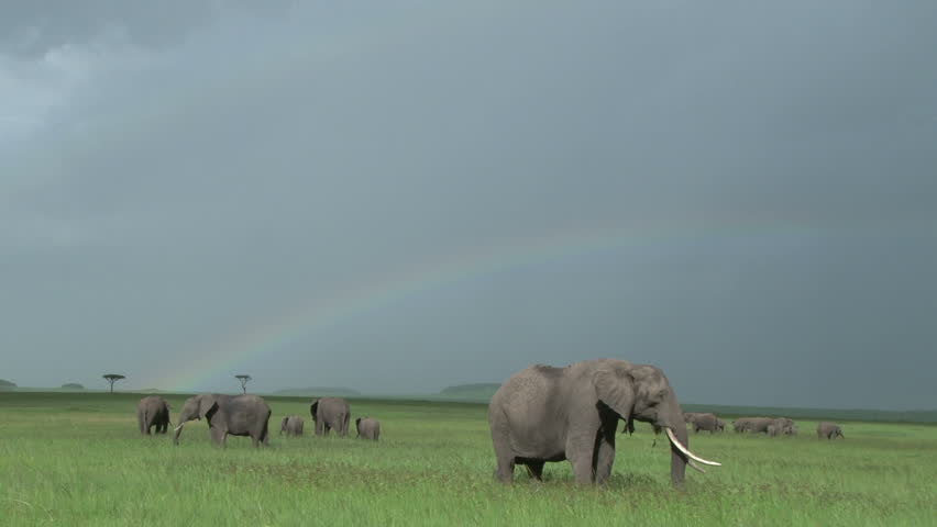 elephants under a rainbow in mara