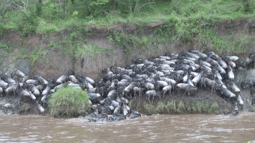 wildebeests unable to climb out of a river.

