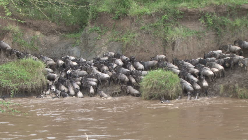wildebeests cramming on the banks of a river
