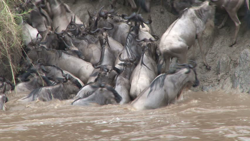 wildebeests unable to climb out of the river