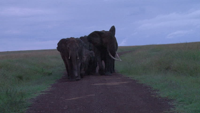 elephants blocking the road in early morning.
