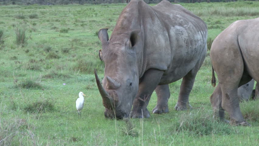 A white rhino grazing in the park.
