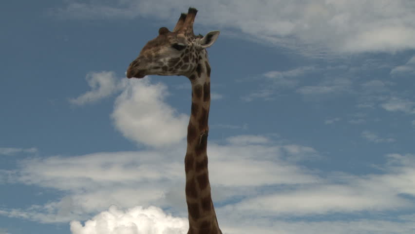 a tick bird on the long neck of a giraffe.
