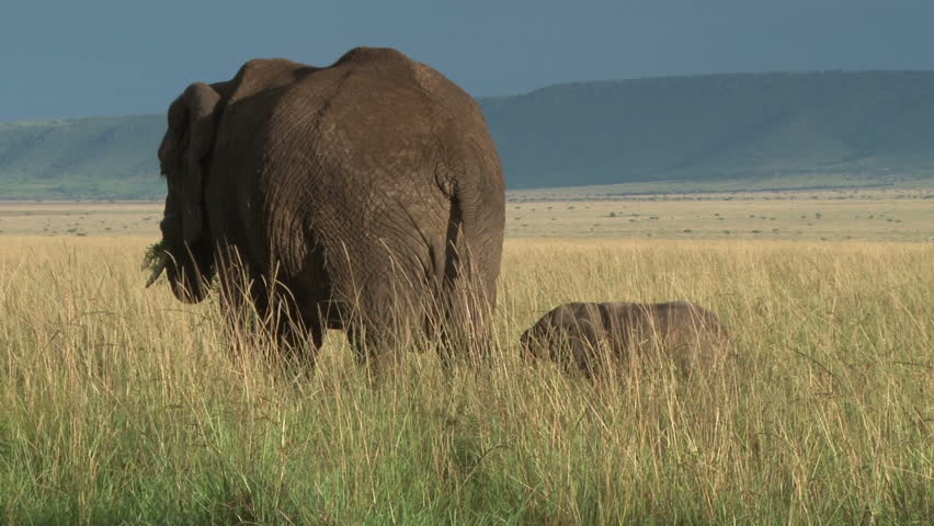 elephant baby tries to eat grass behind the mother
