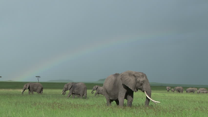 elephants and a rainbow in the park