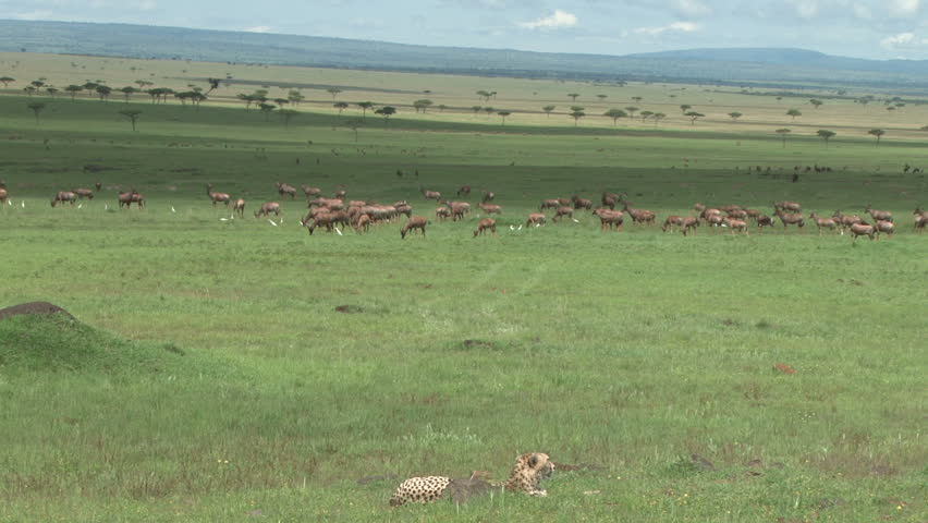cheetah watching antelops too large to catch 2
