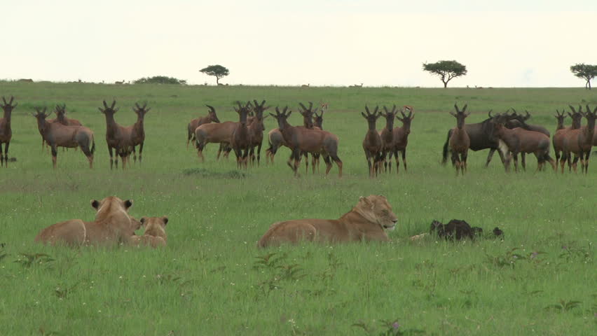 Large antelope face off with a baby lion