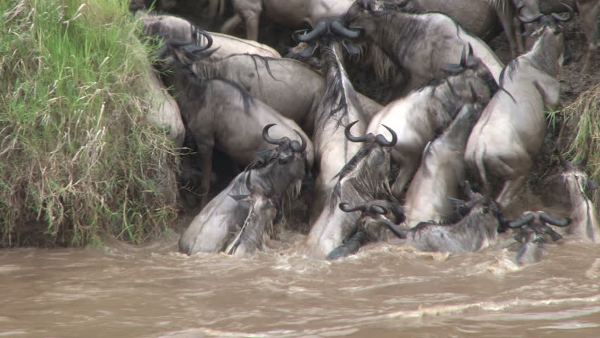 wildebeests unable to cross the river 3
