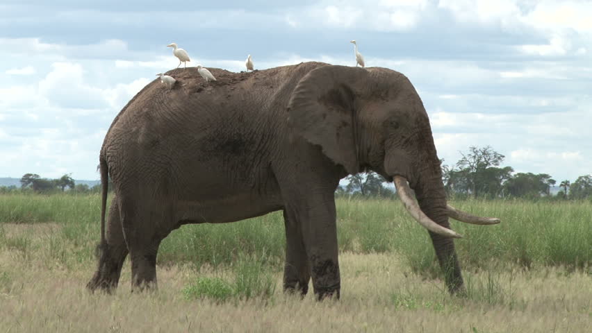 elephants bull with egrets on his back