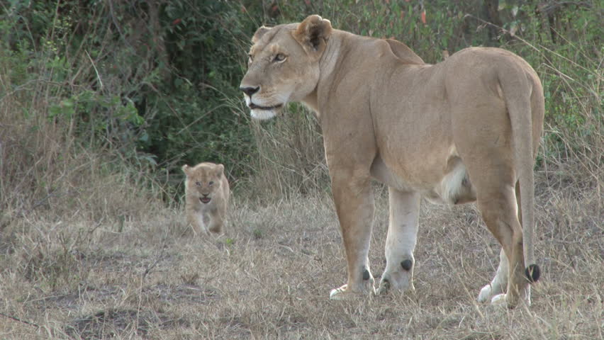a lioness moves her babies away.
