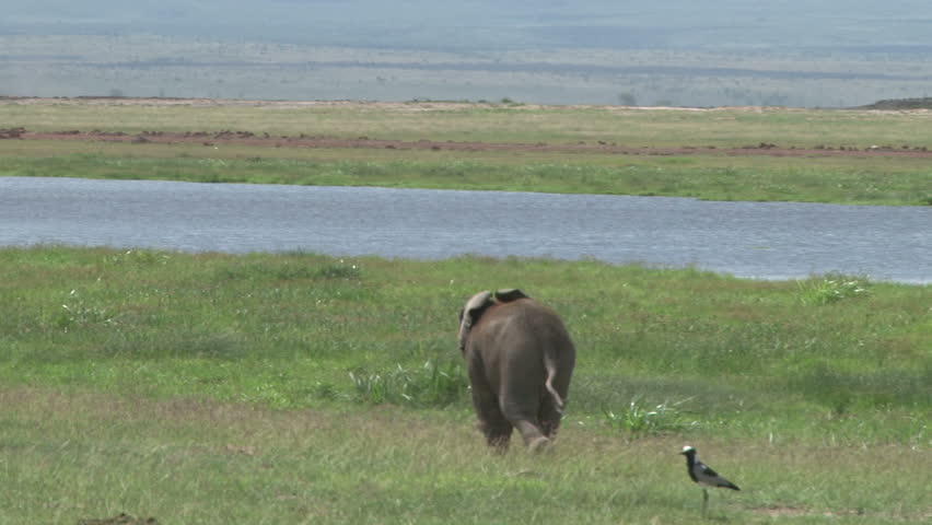 elephant walks away with her baby
