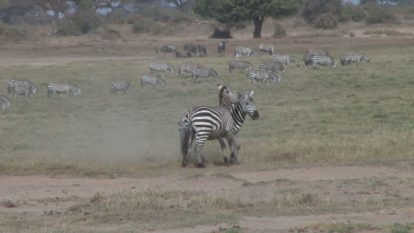 
zebras fighting.mov
