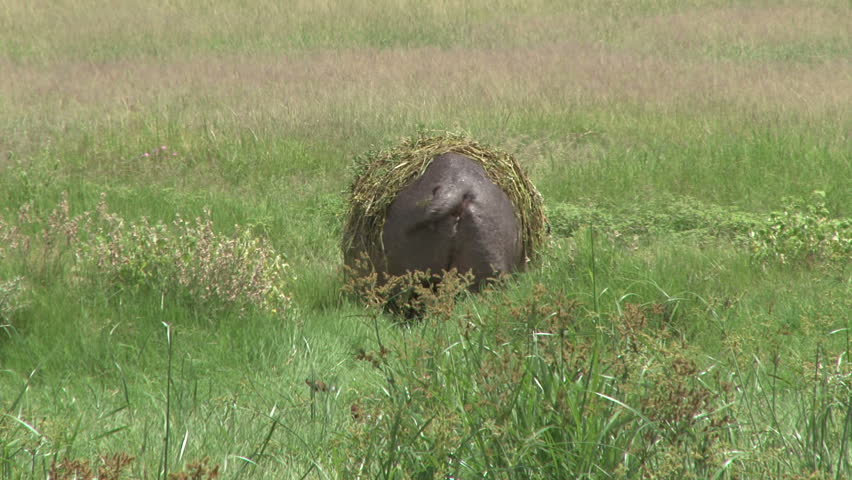 A pregnant hippo with reeds on her back
