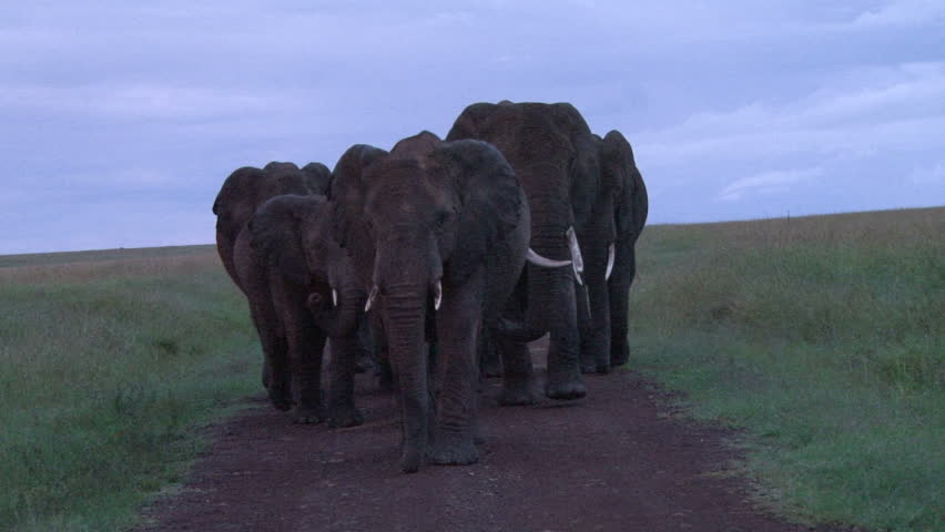 elephants blocking the road early morning
