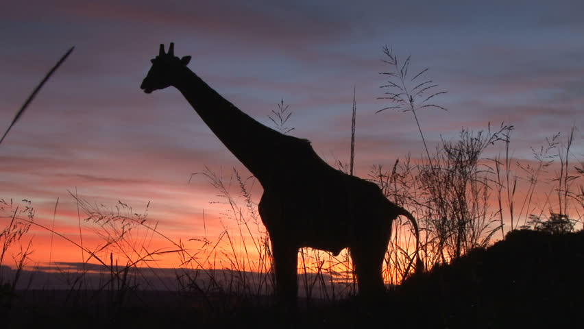 giraffe goes to tilet with the sun in the background