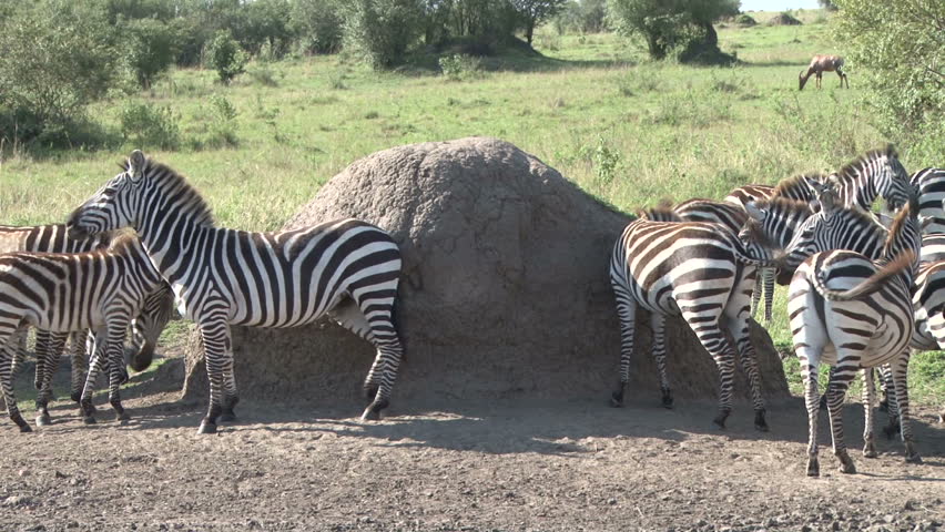 zebras scrubbing in the bush
