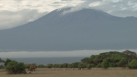 Elephants and gazelles grazing under kilimanjaro mountain
