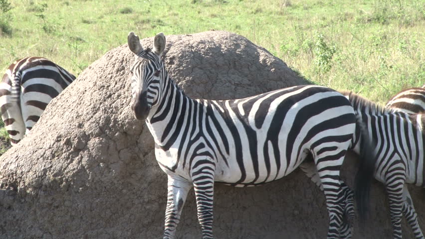 zebras scrubbing in the bush 2
