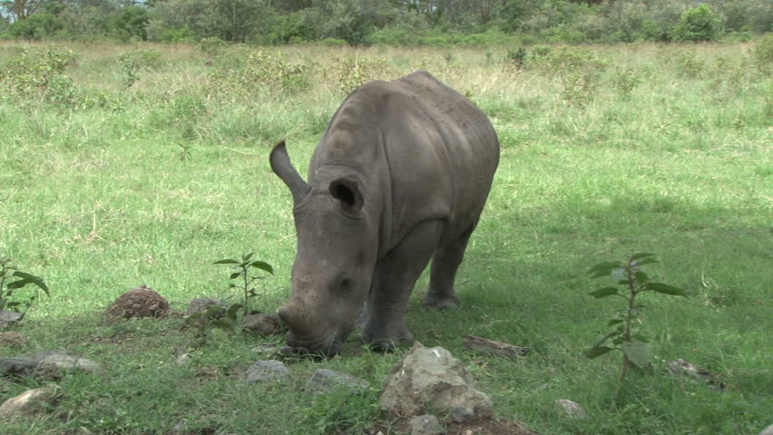 White rhino baby grazing.
