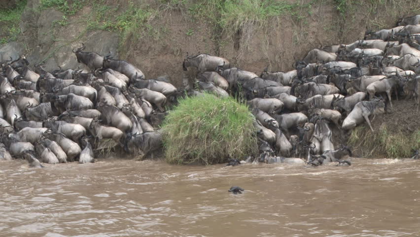 wildebeests unable to cross river