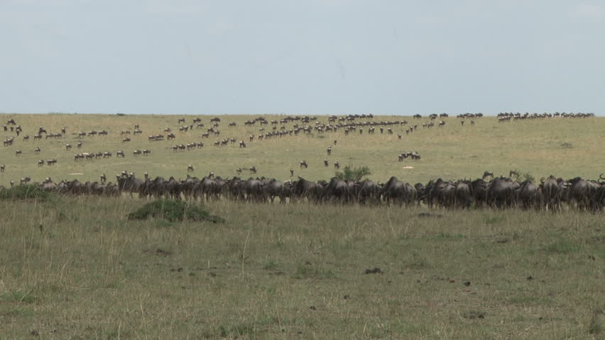 wildebeests migrating
