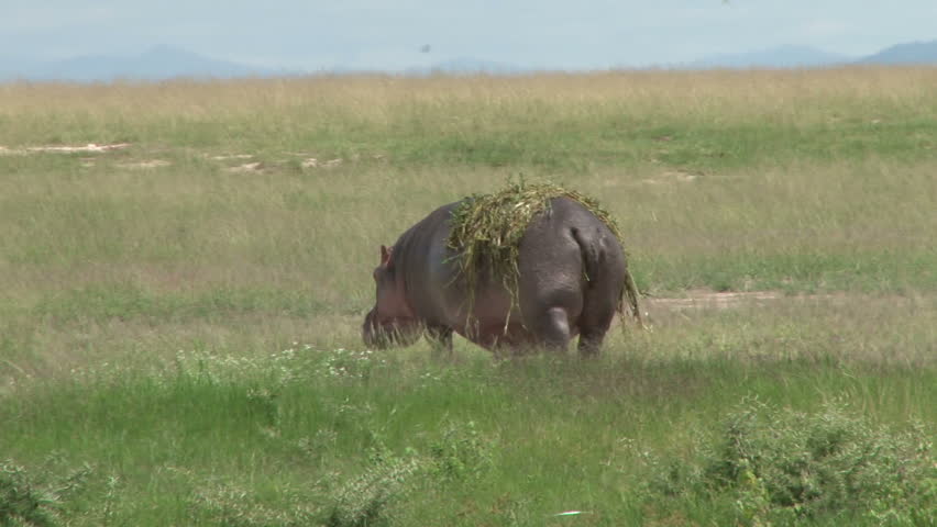 a pregnant hippo walks slowly with plants on her back
