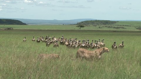 cheetah moves away from food and the vultures come in

