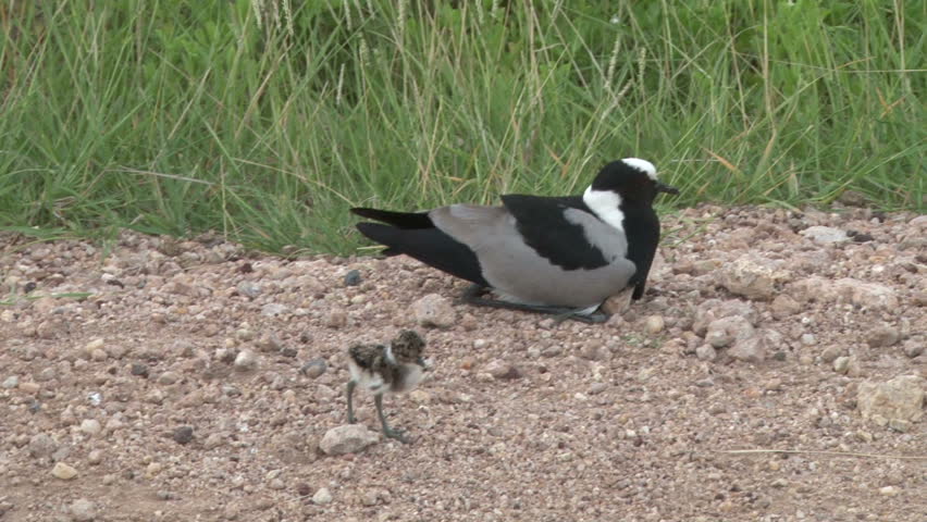 A plover with a baby.
