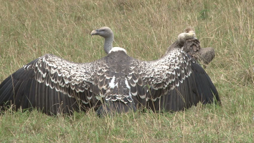 vulture with wings spreading wide
