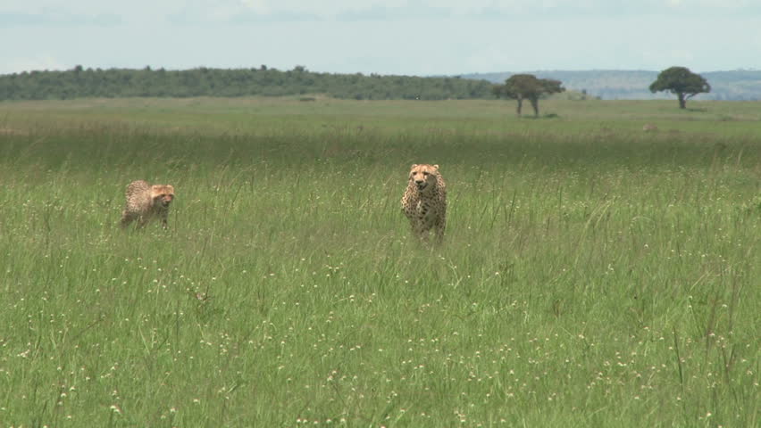 cheetah and cub walks towards the camera