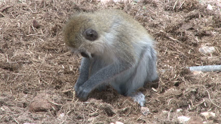 vervet monkey looking for food in an elephant dung
