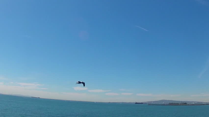 A pelican flies by the camera and then dives for fish off the coast of Seal