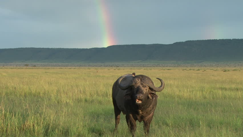 buffalo chewing cud with the rainbow in the background