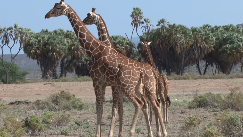 two giraffes fighting while the female watches.
