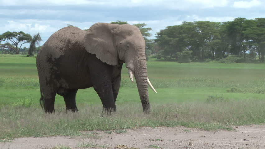 bull elephant washing in dust

