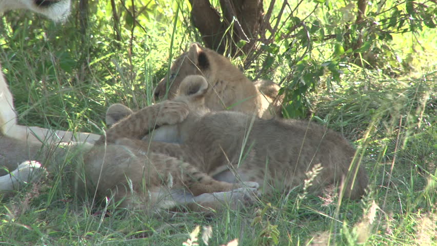 baby lions playing