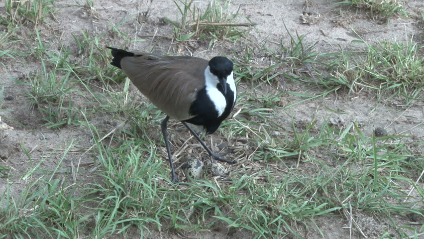 plover with eggs in a nest 2
