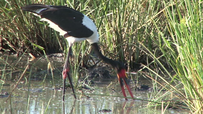 saddle bill stork catches a fish