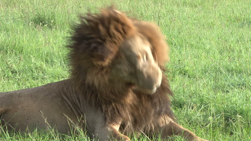 a lion tries to clean his manes.
