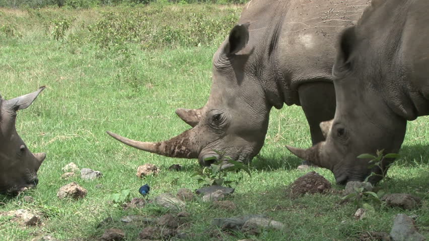 three white rhinos grazing, close up.

